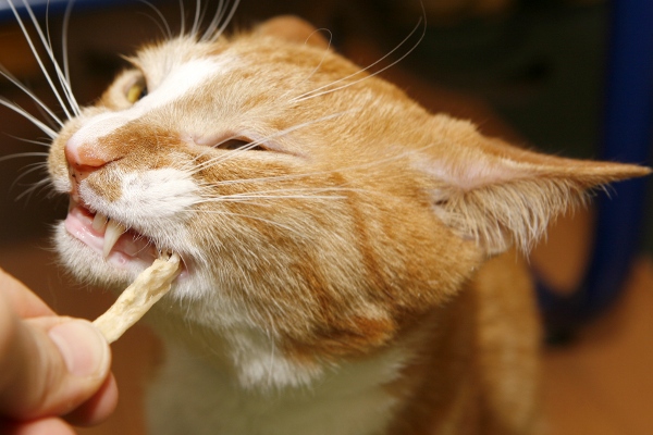 アキレススティックを噛む猫