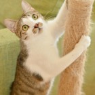 猫式の猫さん