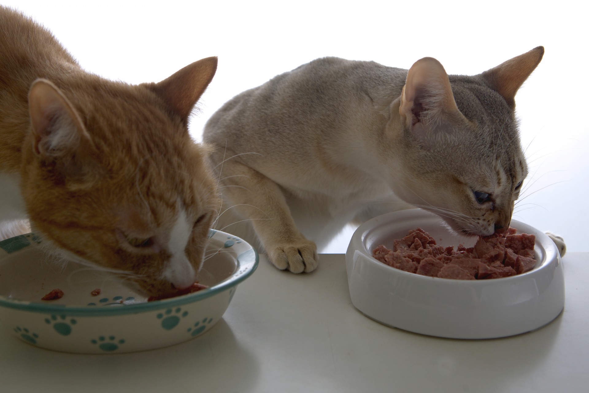 ブッチを食べるシンガプーラのツレちゃんとな〜にゃ Singapura Cat TSURE-CHANG & Butch