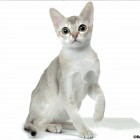 シンガプーラ アセラ Singapura Cat ACELA