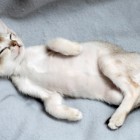 シンガプーラの仔猫 アセラ Singapura Cat Kitten ACELA