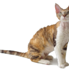 デボンレックス クラシックトービーアンドホワイト DevonRex