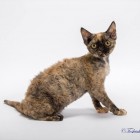 デボンレックス トーティー DevonRex