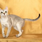 シンガプーラのジジ Singapura Cat GIGI