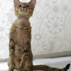 デボンレックスのジョイ Devon Rex JOY