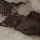 デボンレックスの仔猫 チョコレート DevonRex Kittens