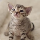デボンレックスの仔猫 ブラウンタビー DevonRex Kittens