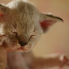 デボンレックスの仔猫 リンクスポイント Devon Rex Kittens