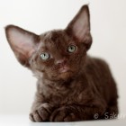 デボンレックスの仔猫 チョコレート Devon Rex Kittens