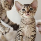 デボンレックスの仔猫 ブラウンタビー Devon Rex Kittens