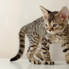 デボンレックスの仔猫 ブラウンタビー Devon Rex Kittens