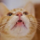 猫式の猫ちゃん
