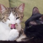 猫式の猫ちゃん