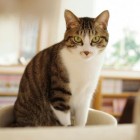 猫式の猫ちゃん