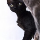 デボンレックスKIKIの仔猫 ブラック♂ Devon Rex Kitten Black