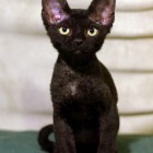 デボンレックスKIKIの仔猫 ブラック♂ Devon Rex Kitten Black