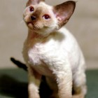 デボンレックスKIKIの仔猫 シールポイント♂ Devon Rex Kitten Seal point