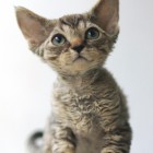 デボンレックスKIKIの仔猫 ブラウンタビー♂ Devon Rex Kitten BrownTabby