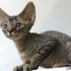 デボンレックスKIKIの仔猫 ブラウンタビー♂ Devon Rex Kitten
