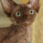 デボンレックスKIKIの仔猫 チョコレート♂ Devon Rex Kitten Chocolate
