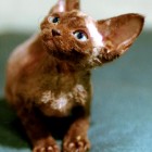 デボンレックスKIKIの仔猫 チョコレート♂ Devon Rex Kitten Chocolate