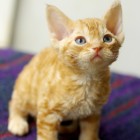 デボンレックスSNIPの仔猫 レッドクラシックタビー Devon Rex Kitten RedClassicTabby