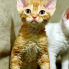 デボンレックスSNIPの仔猫 レッドクラシックタビー Devon Rex Kitten RedClassicTabby