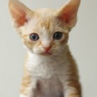 デボンレックスSNIPの仔猫 レッドクラシックタビー&ホワイト♂ Devon Rex Kitten RedClassicTabby&White