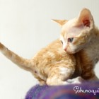 デボンレックスSNIPの仔猫 レッドクラシックタビー&ホワイト♂ Devon Rex Kitten RedClassicTabby&White