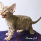 デボンレックスSNIPの仔猫 チョコレートマッカレルタビー♂ Devon Rex Kitten ChocolateMackerelTabby