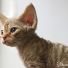 デボンレックスSNIPの仔猫 チョコレートマッカレルタビー♂ Devon Rex Kitten ChocolateMackerelTabby