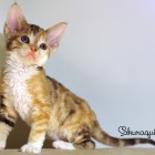 デボンレックスSNIPの仔猫 クラシックトービー&ホワイト♀ Devon Rex Kitten ClassicTorbie&White