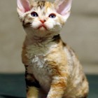デボンレックスSNIPの仔猫 クラシックトービー&ホワイト♀ Devon Rex Kitten ClassicTorbie&White