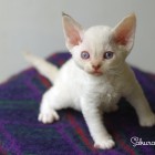 デボンレックスSNIPの仔猫 トービーポイント♀ Devon Rex Kitten TorbiePoint