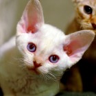 デボンレックスSNIPの仔猫 トービーポイント♀ Devon Rex Kitten TorbiePoint