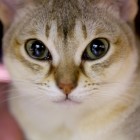 シンガプーラのツレちゃん Singapura Cat TSURE-CHANG