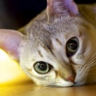 シンガプーラのツレちゃん Singapura Cat TSURE-CHANG
