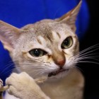 シンガプーラのツレちゃん Singapura Cat TSURE-CHANG
