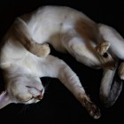 シンガプーラのツレちゃん Singapura Cat TSURE-CHANG