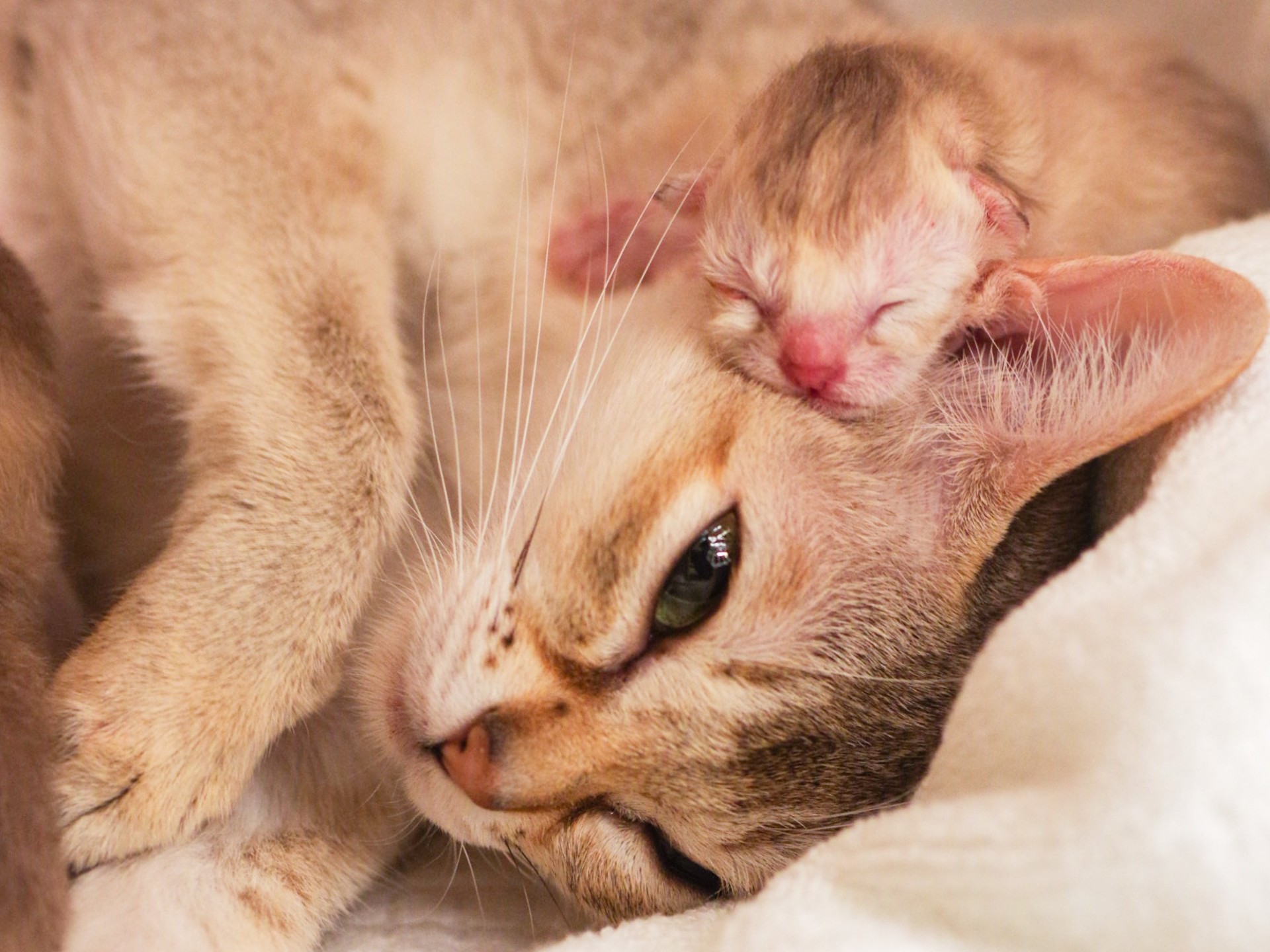 待望のシンガプーラのアセラの仔猫誕生です Sakuraquiet Photo Cattery