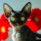 デボンレックスKIKIの仔猫 ブラック♂ Devon Rex Kitten Black