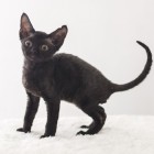 デボンレックスKIKIの仔猫 ブラック♂ Devon Rex Kitten Black