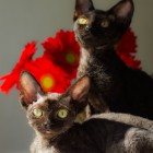 デボンレックスKIKIの仔猫 ブラック♂ Devon Rex Kitten Black