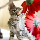 デボンレックスKIKIの仔猫 ブラウンタビー♂ Devon Rex Kitten BrownTabby