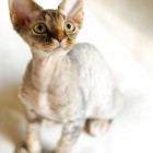 デボンレックスKIKIの仔猫 ブラウンタビー♂ Devon Rex Kitten BrownTabby