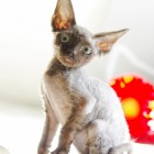 デボンレックスの仔猫 チョコレート Devon Rex Chocolate Kitten