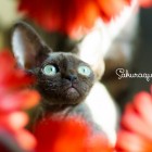 デボンレックスの仔猫 チョコレート Devon Rex Chocolate Kitten