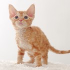 デボンレックスSNIPの仔猫 レッドクラシックタビー Devon Rex Kitten RedClassicTabby