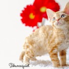 デボンレックスSNIPの仔猫 レッドクラシックタビー Devon Rex Kitten RedClassicTabby