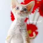 デボンレックスSNIPの仔猫 レッドクラシックタビー&ホワイト♂ Devon Rex Kitten RedClassicTabby&White